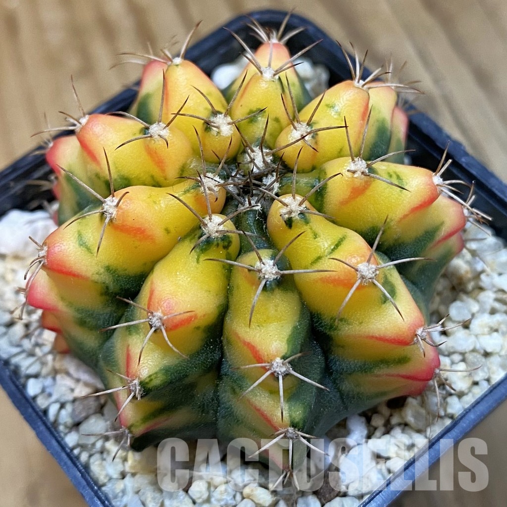 SH33450 Gymnocalycium mihanovichii f. variegata, seedling