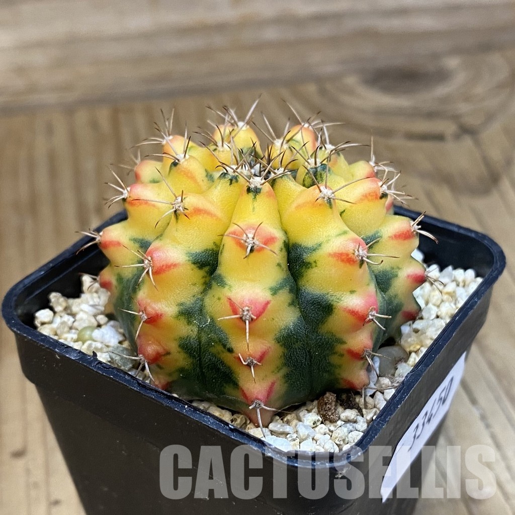 SH33450 Gymnocalycium mihanovichii f. variegata, seedling - Image 2