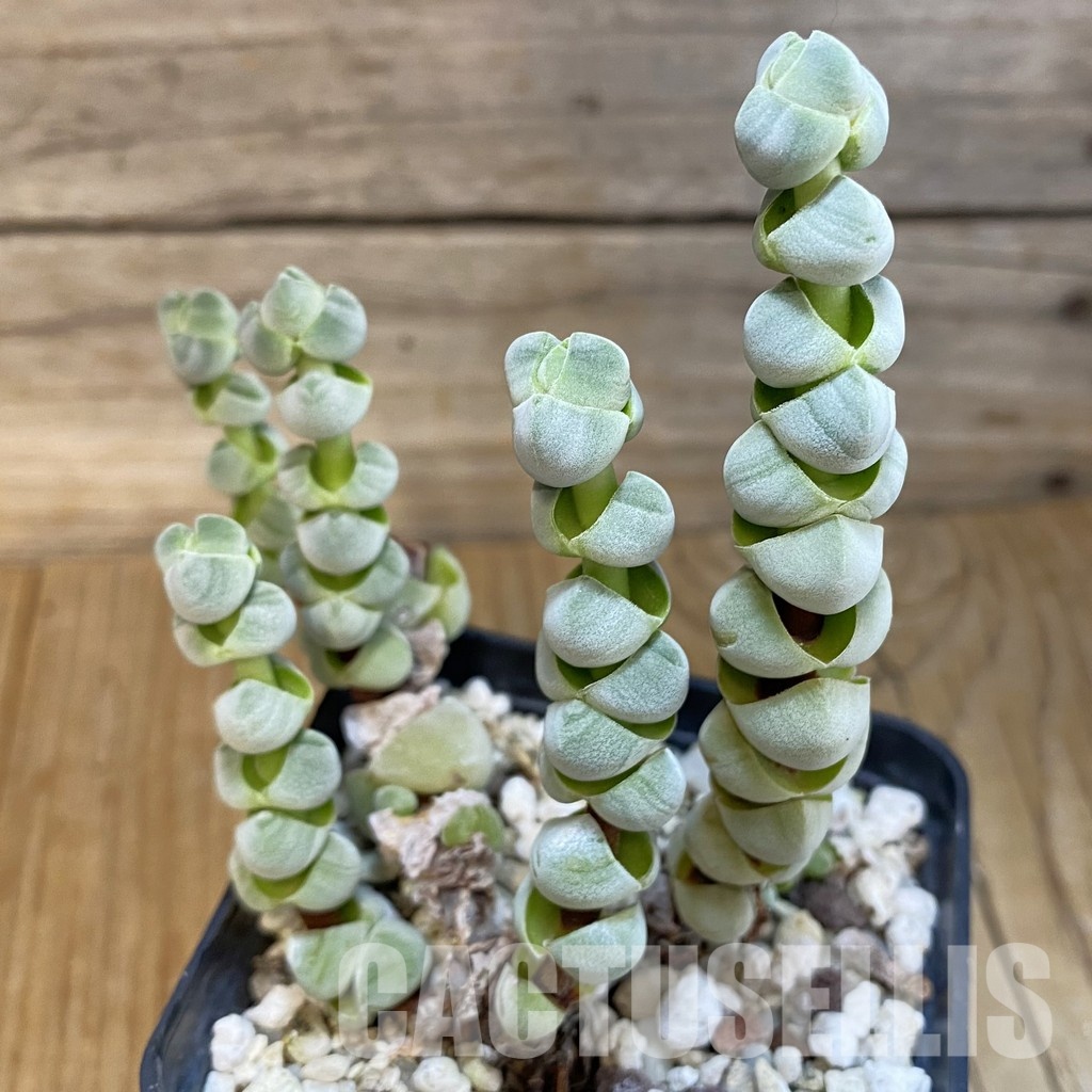 SH33452 Crassula plegmatoides