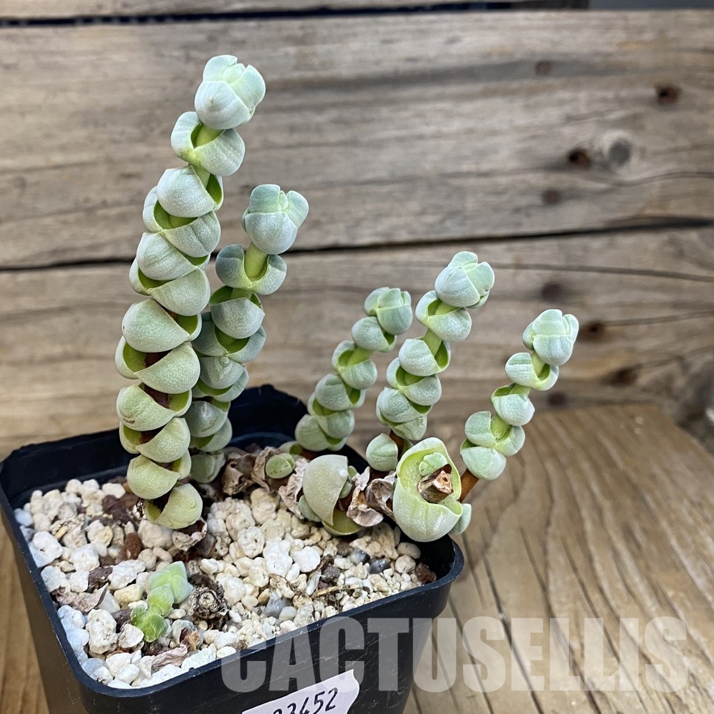 SH33452 Crassula plegmatoides - Image 2