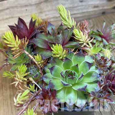 SH33464 Sempervivum mix (cold-resistant)