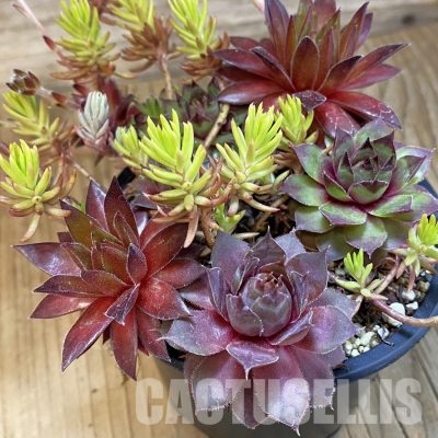 SH33465 Sempervivum mix (cold-resistant)