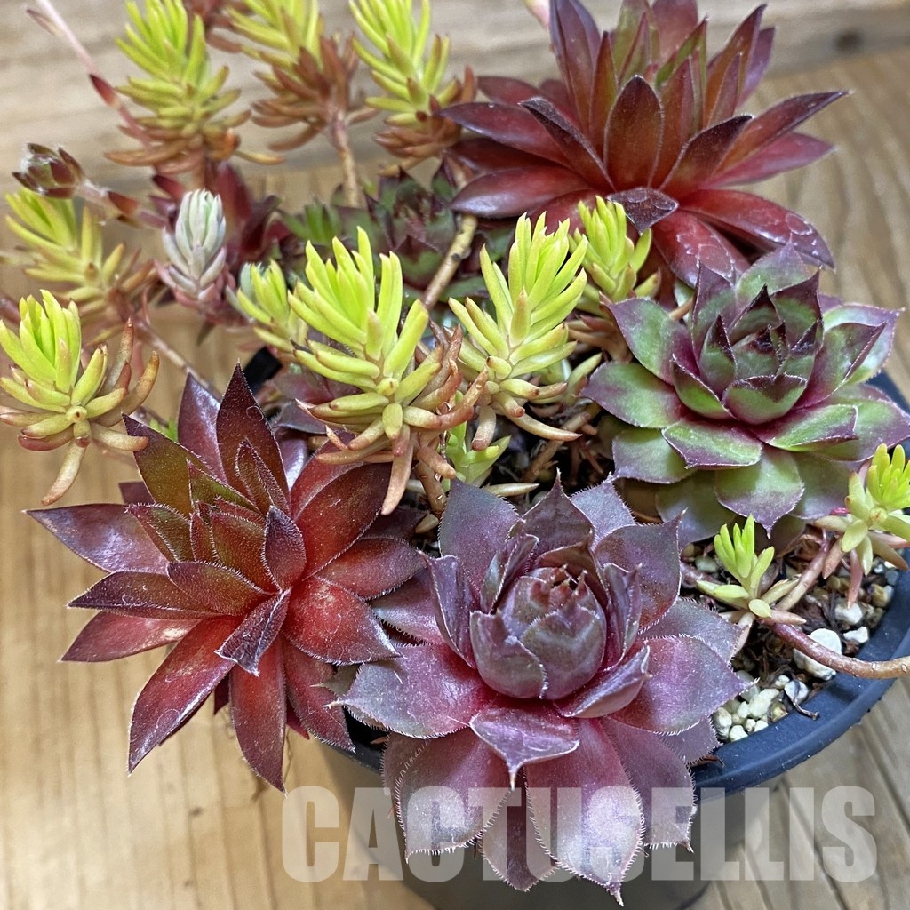SH33465 Sempervivum mix (cold-resistant)