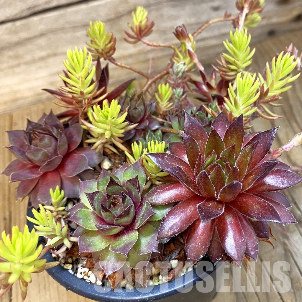 SH33465 Sempervivum mix (cold-resistant) - Image 2