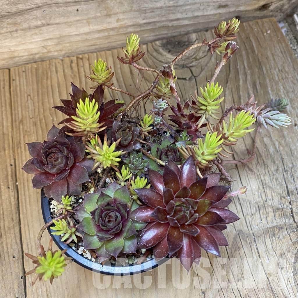 SH33465 Sempervivum mix (cold-resistant) - Image 3