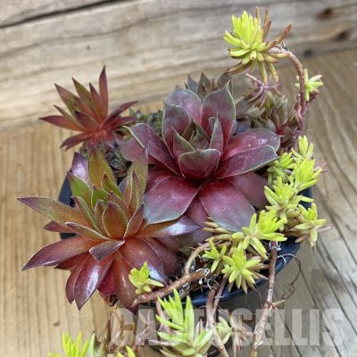 SH33466 Sempervivum mix (cold-resistant)