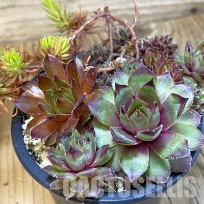 SH33467 Sempervivum mix (cold-resistant)