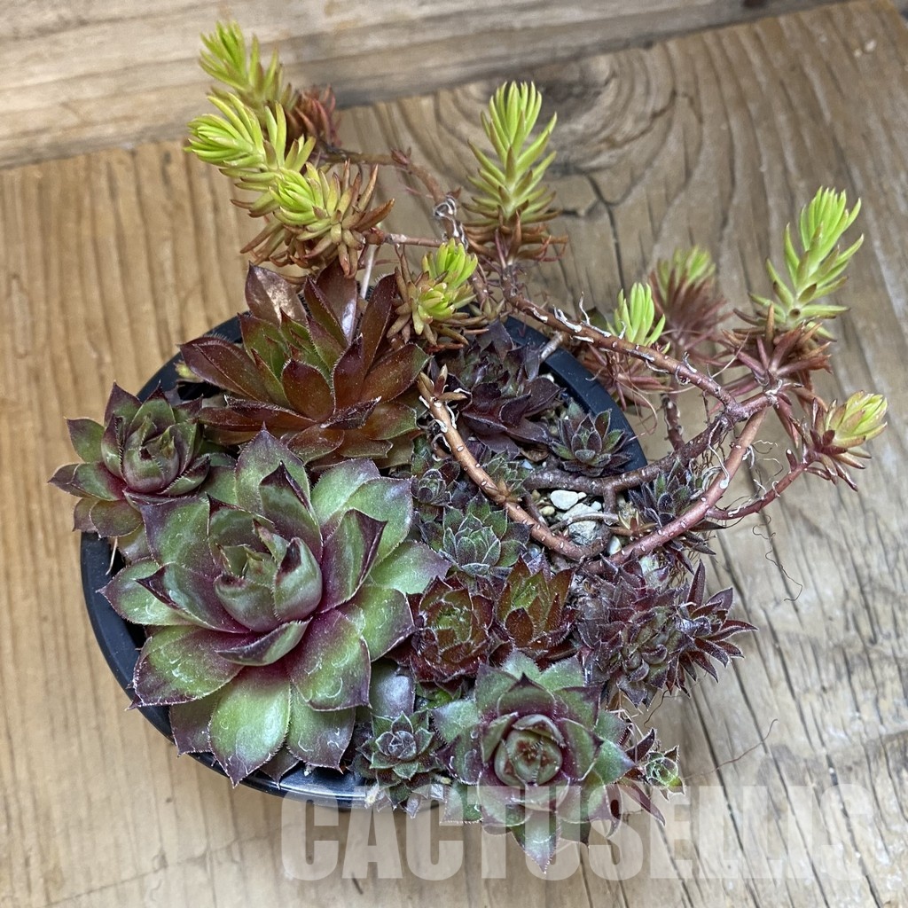 SH33467 Sempervivum mix (cold-resistant) - Image 2