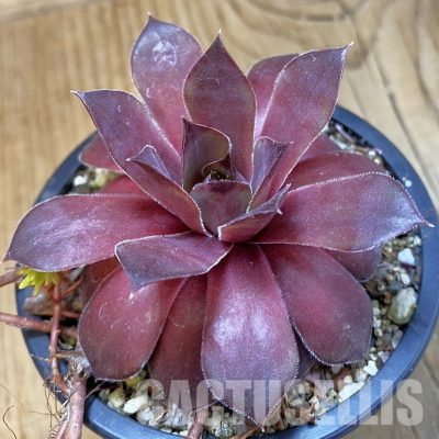 SH33468 Sempervivum 'Red Devil' (cold-resistant)