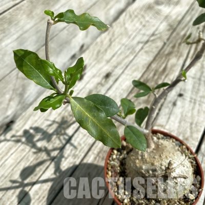 SH33473 Fockea edulis
