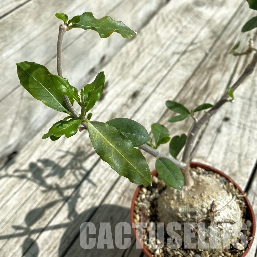 SH33473 Fockea edulis