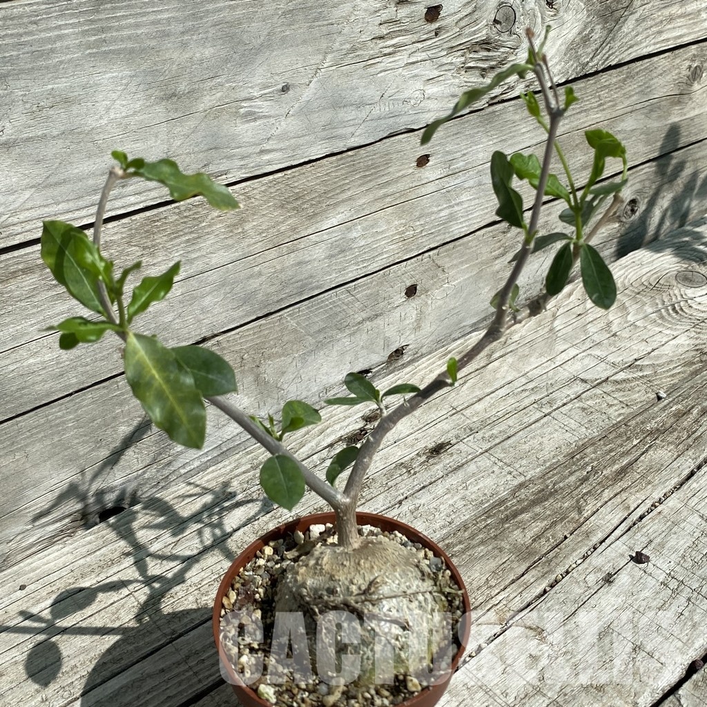 SH33473 Fockea edulis - Image 2