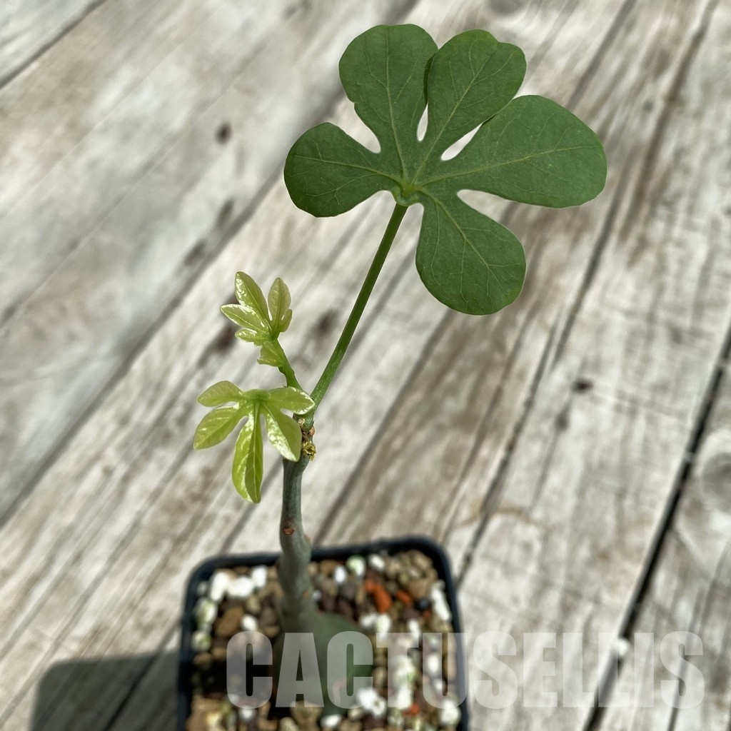 SH33475 Adenia glauca