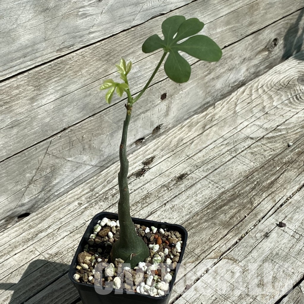 SH33475 Adenia glauca - Image 2