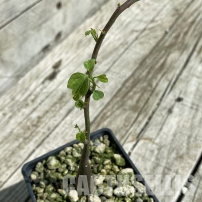 SH33476 Adenia spinosa