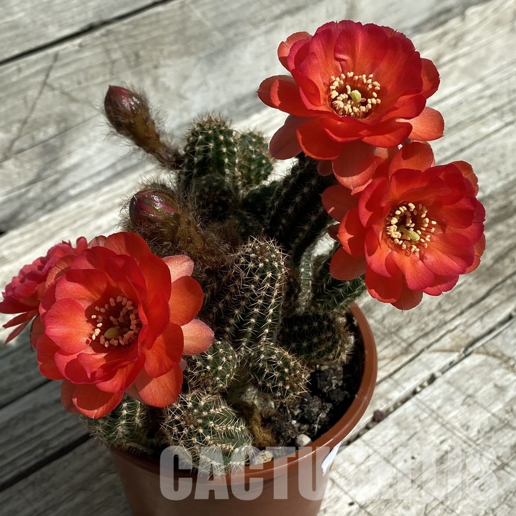 SH33496 Chamaelobivia hybrid - Image 3