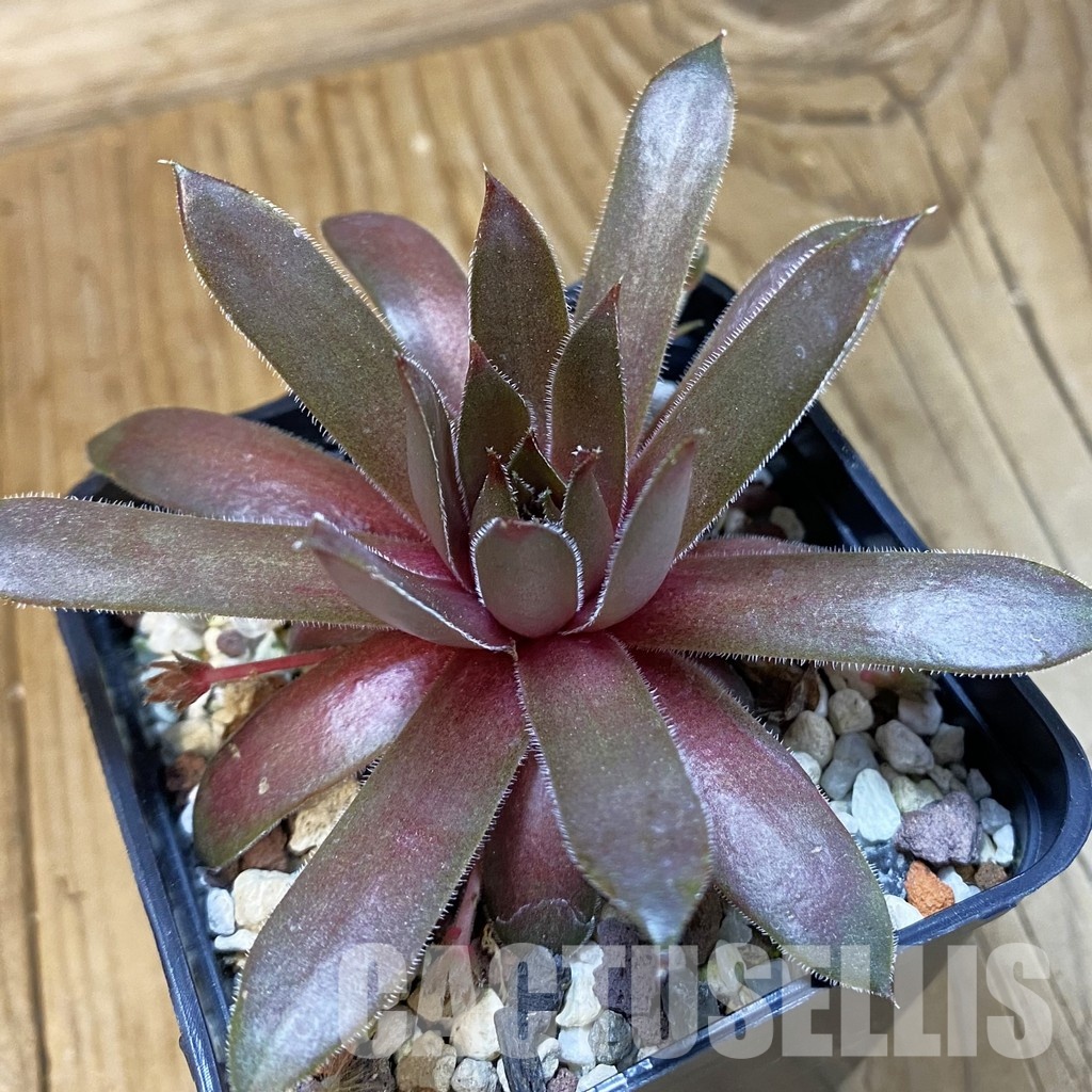 SH33460 Sempervivum 'Happy' (cold-resistant)