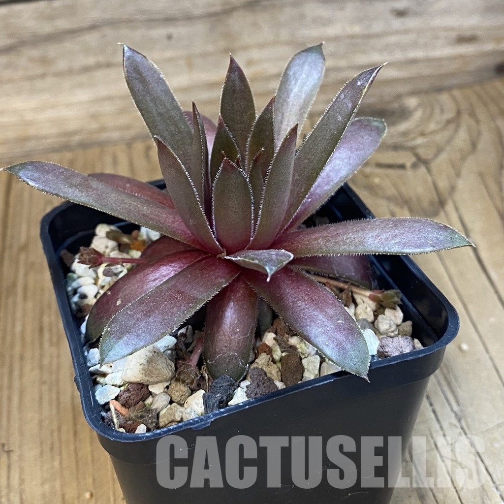 SH33460 Sempervivum 'Happy' (cold-resistant) - Image 2