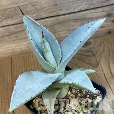 SH33457 Agave pygmaea 'Dragon Toes'