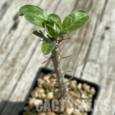 SH33478 Sesamothamnus lugardii