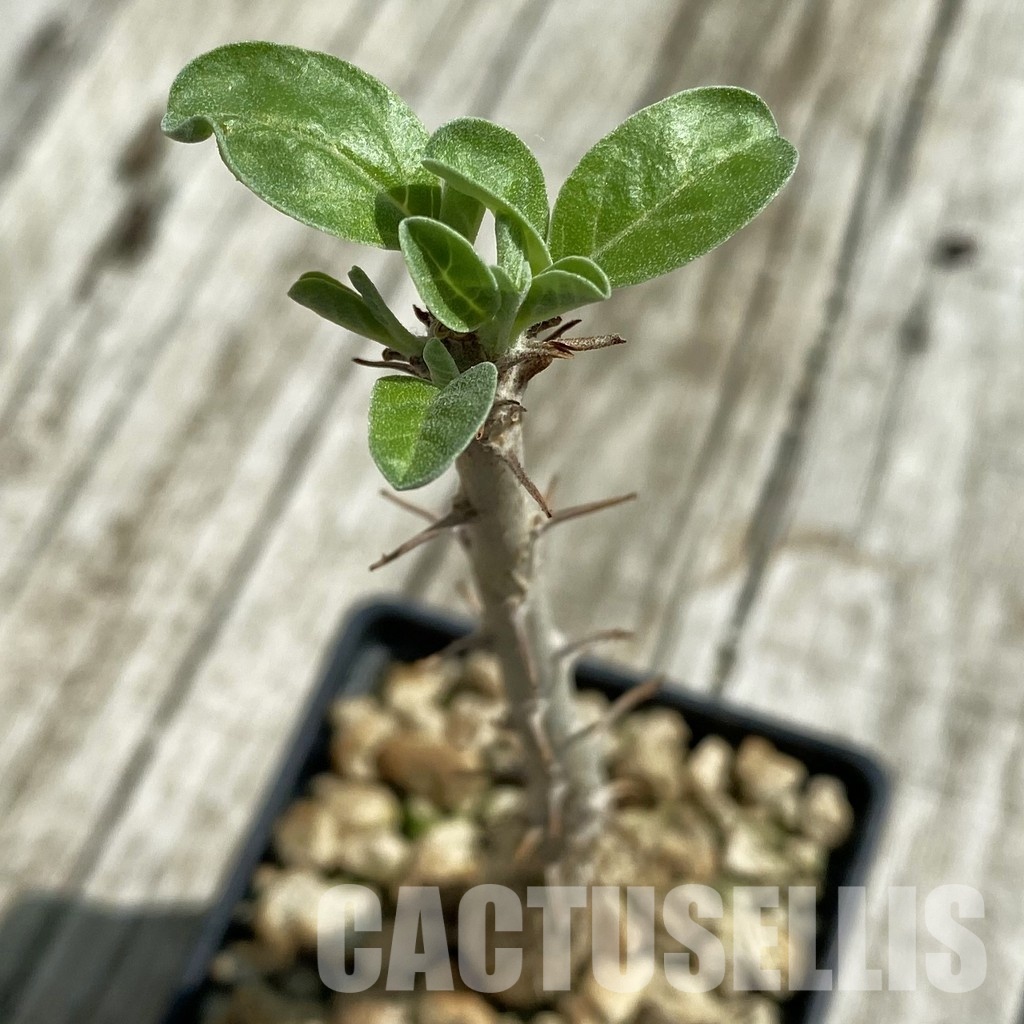 SH33478 Sesamothamnus lugardii