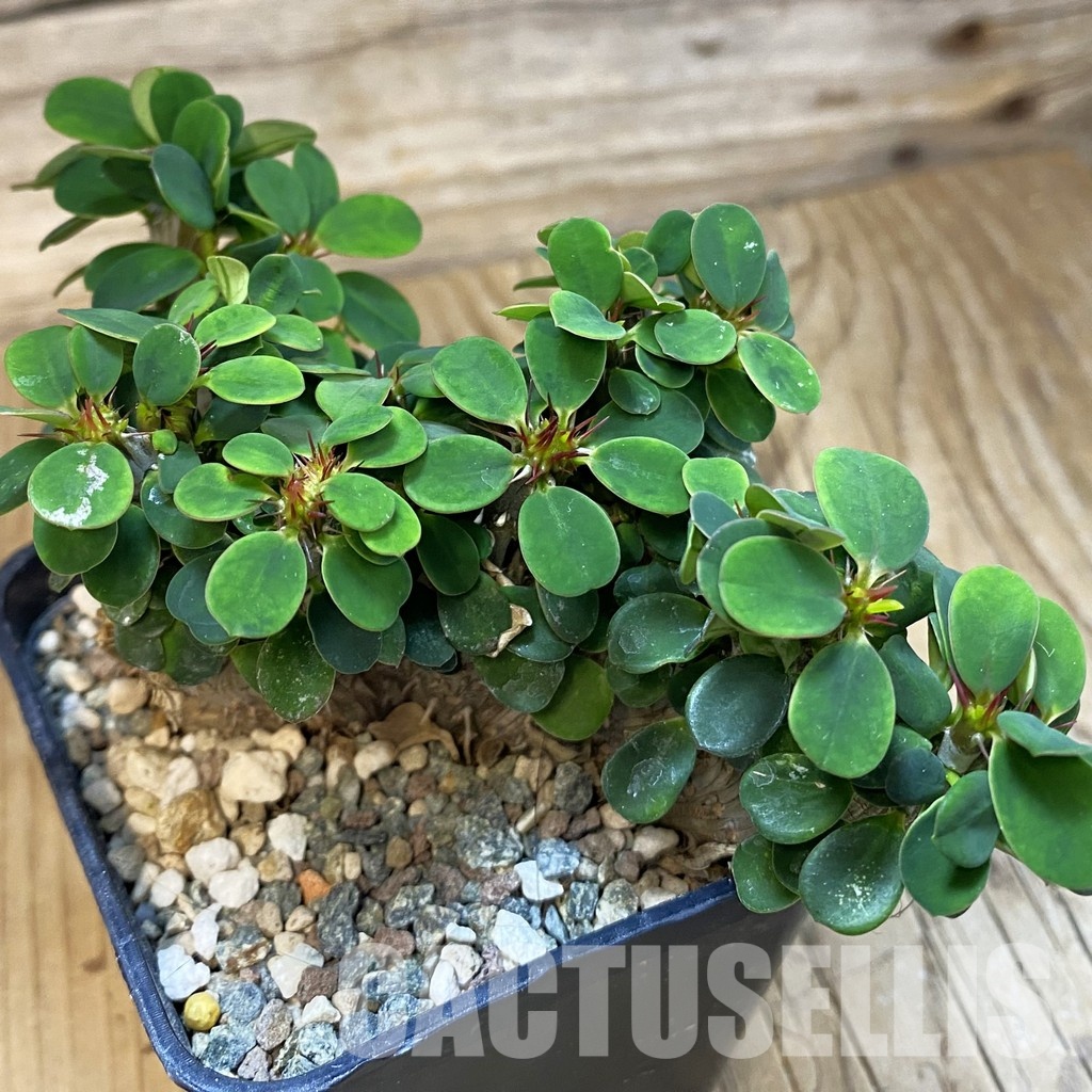 SH33479 Euphorbia milii f. cristata