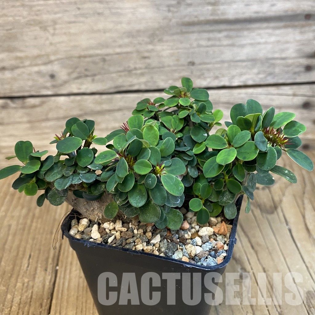 SH33479 Euphorbia milii f. cristata - Image 2