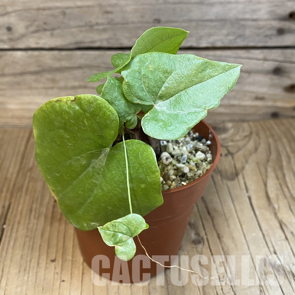 SH33480 Dioscorea elephantipes - Image 2