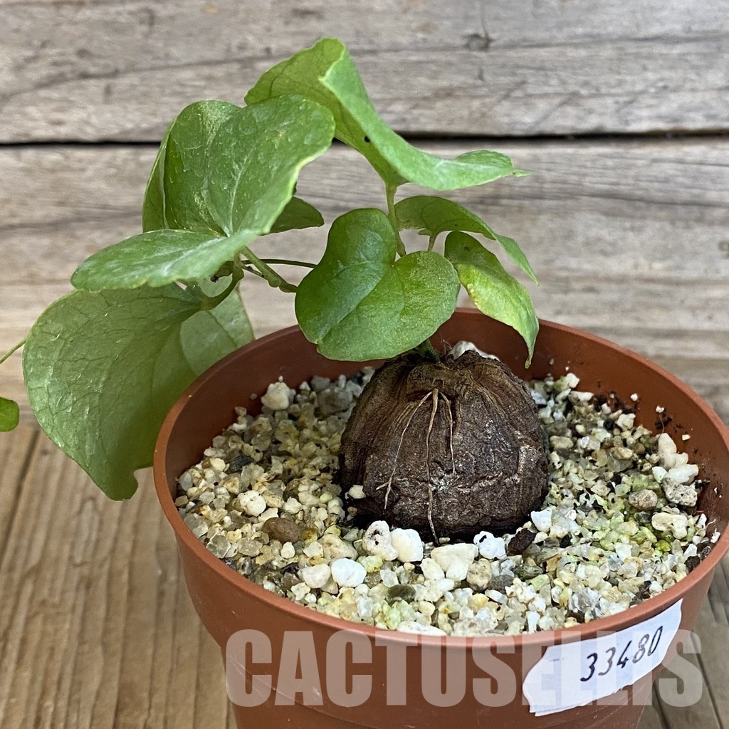 SH33480 Dioscorea elephantipes - Image 3