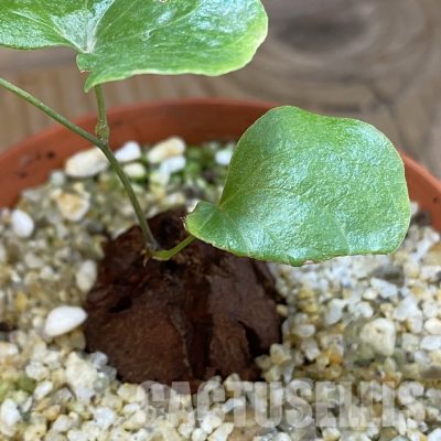 SH33481 Dioscorea elephantipes