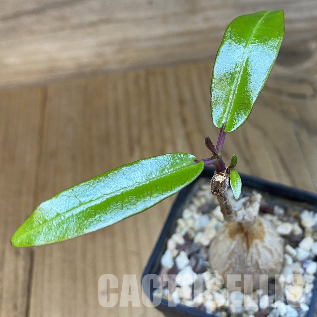 SH33482 Fockea natalensis