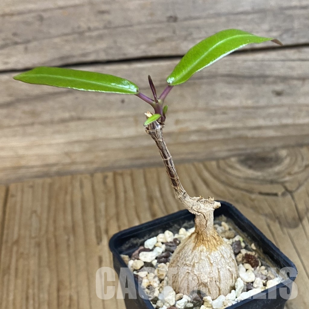 SH33482 Fockea natalensis - Image 2