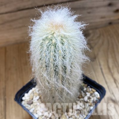 SH33526 Espostoa lanata
