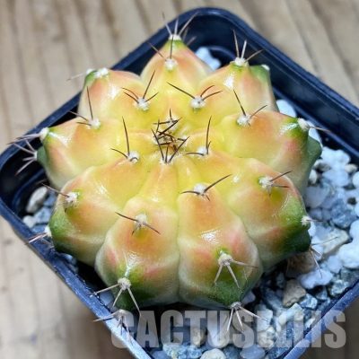 SH21673 Gymnocalycium mihanovichii ‘Neon’ hybrid