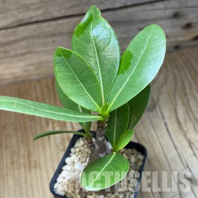 SH30785 Adenium arabicum ‘Black Body’