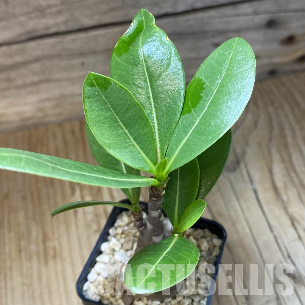 SH30785 Adenium arabicum ‘Black Body’