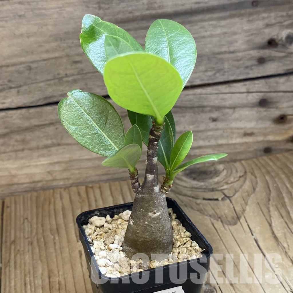 SH30785 Adenium arabicum ‘Black Body’ - Image 2
