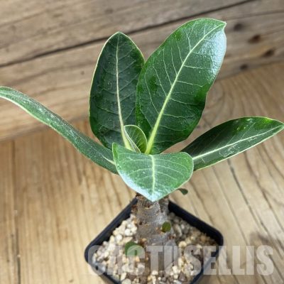 SH27449 Adenium arabicum ‘Black Body’
