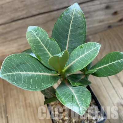 SH26515 Adenium arabicum ‘Black Body'