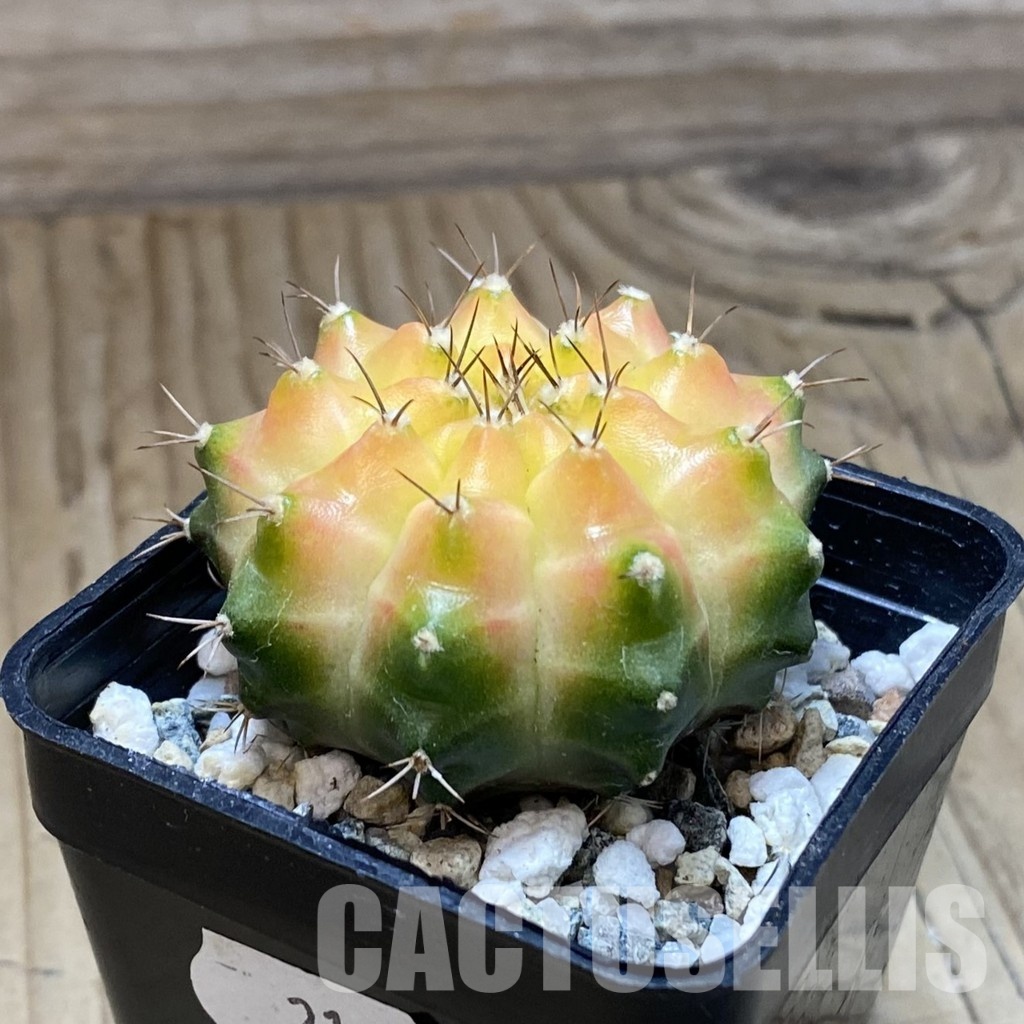 SH21673 Gymnocalycium mihanovichii ‘Neon’ hybrid - Image 2