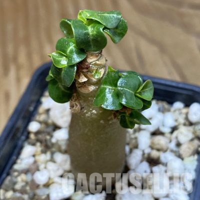 SH23014 Adenium arabicum DHA
