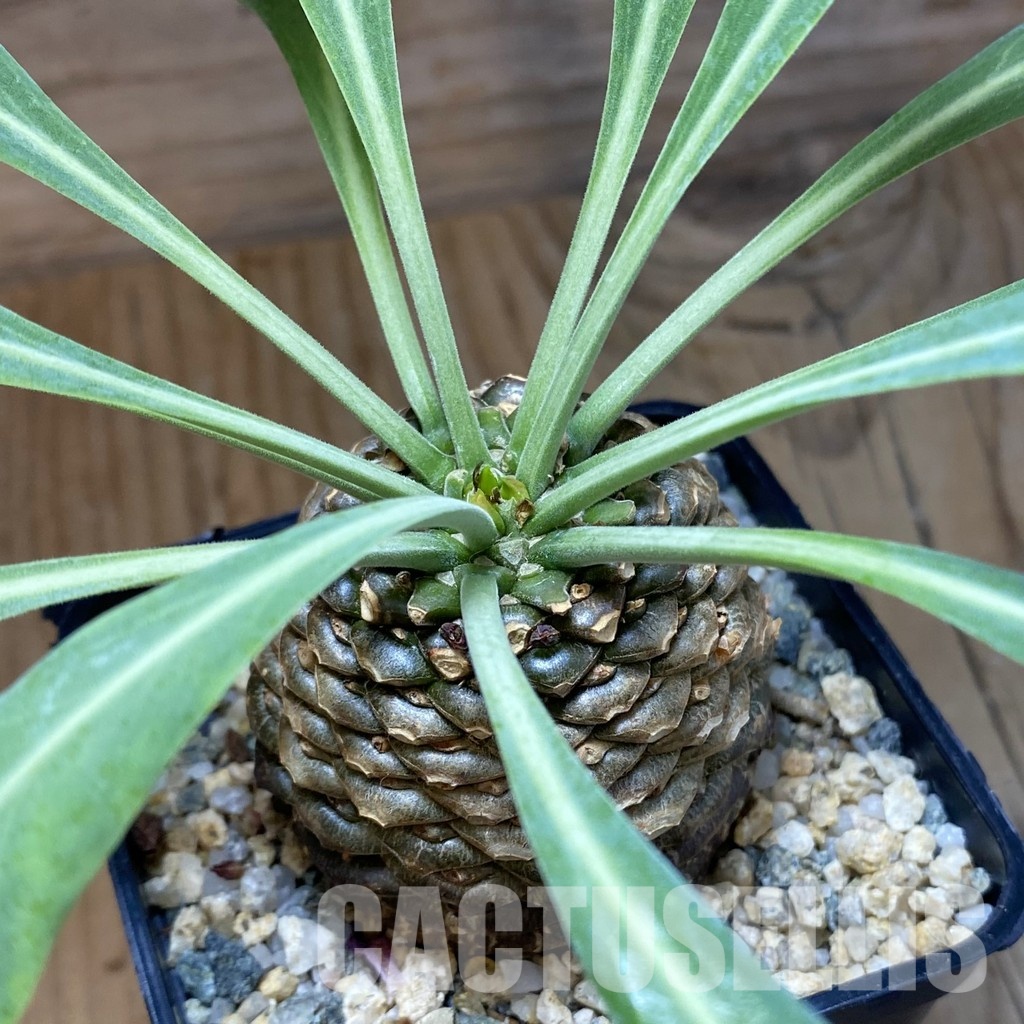 SH33529 Euphorbia bupleurifolia