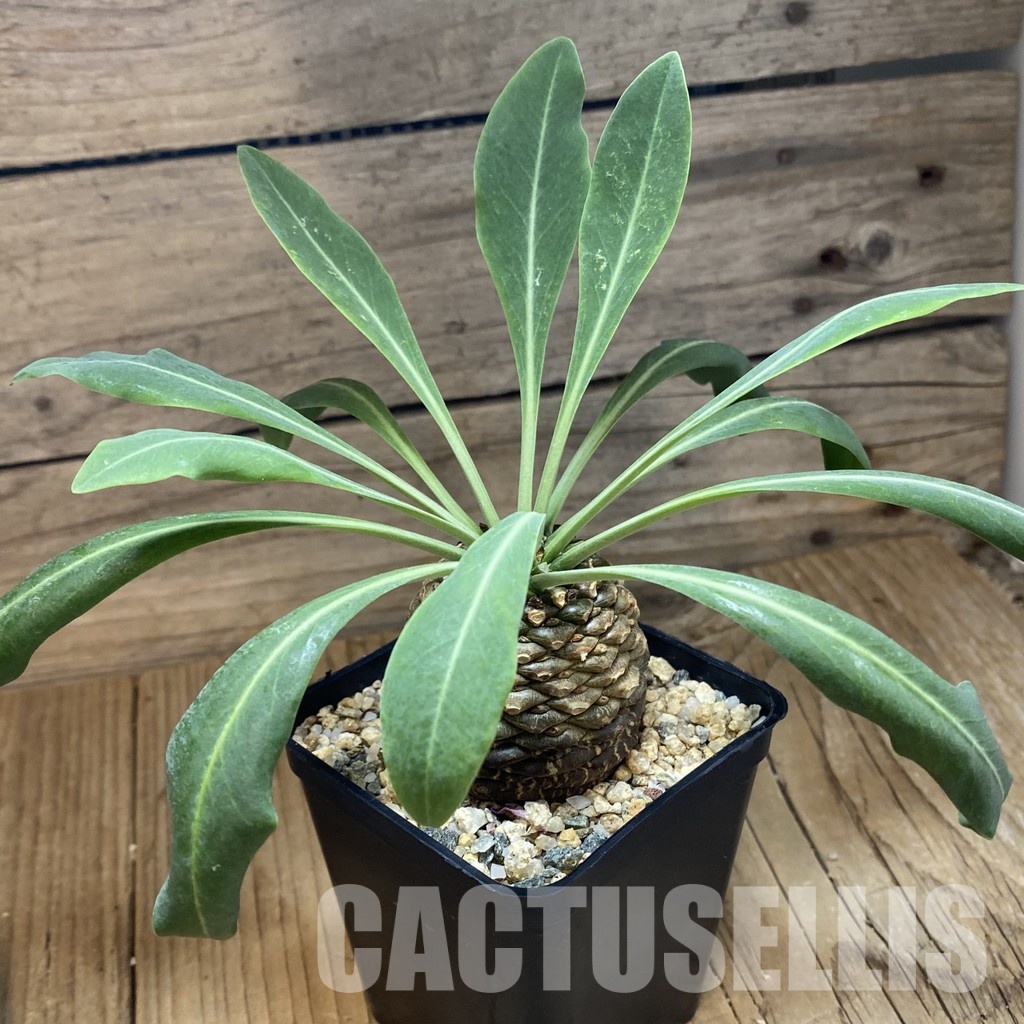 SH33529 Euphorbia bupleurifolia - Image 2