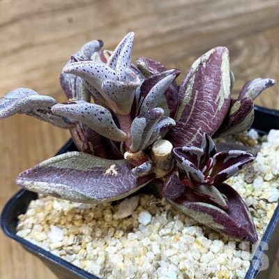 SH33530 Lenophyllum guttatum f. variegata