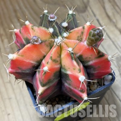 SH5699 Gymnocalycium mihanovichii f. variegata, seedling