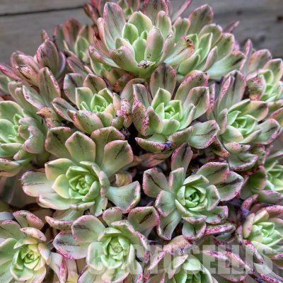 SH33533 Aeonium 'Sweet Tea'