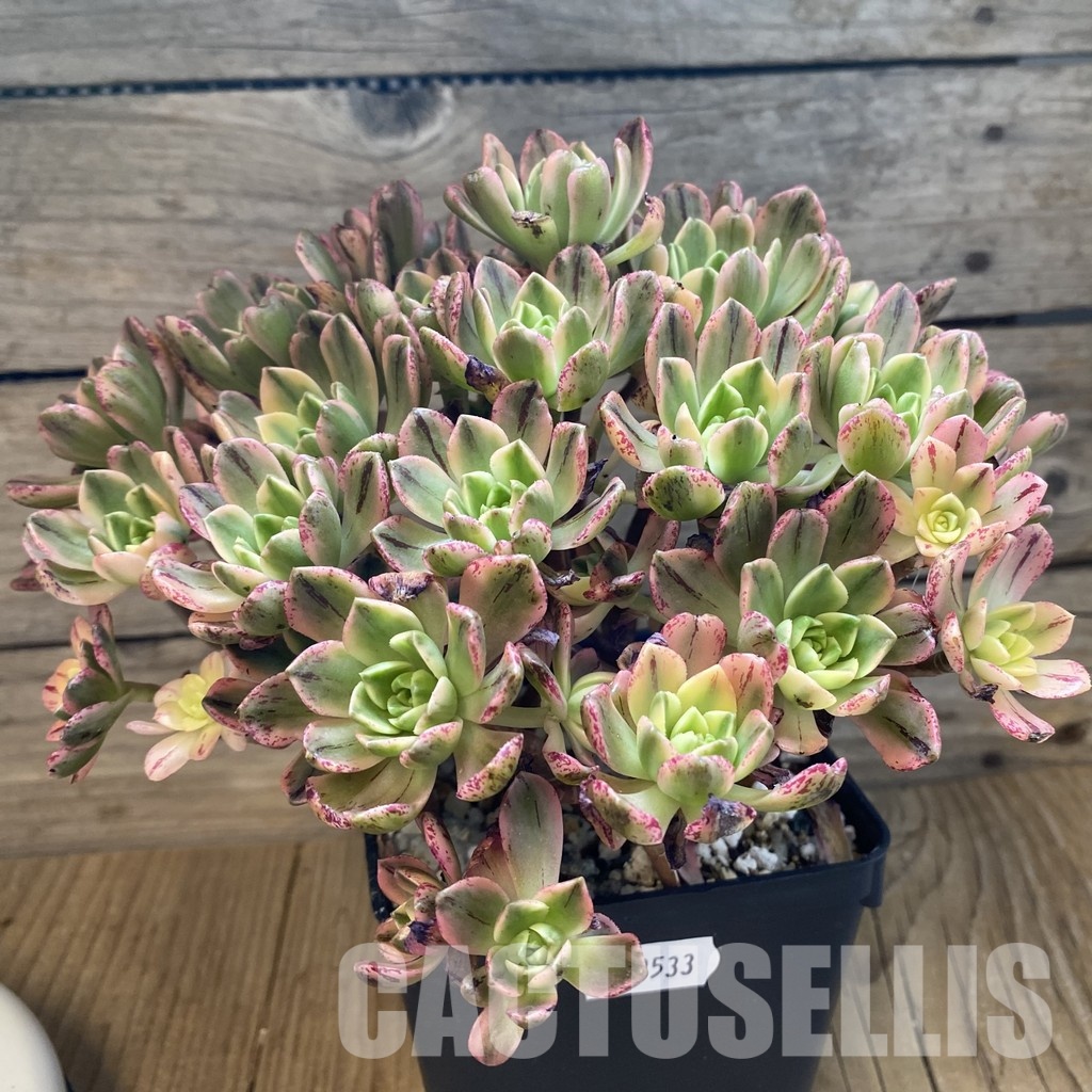 SH33533 Aeonium 'Sweet Tea' - Image 2