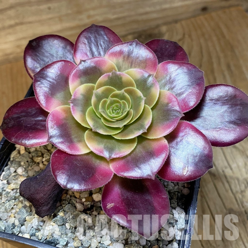 SH33534 Aeonium ‘Medusa’