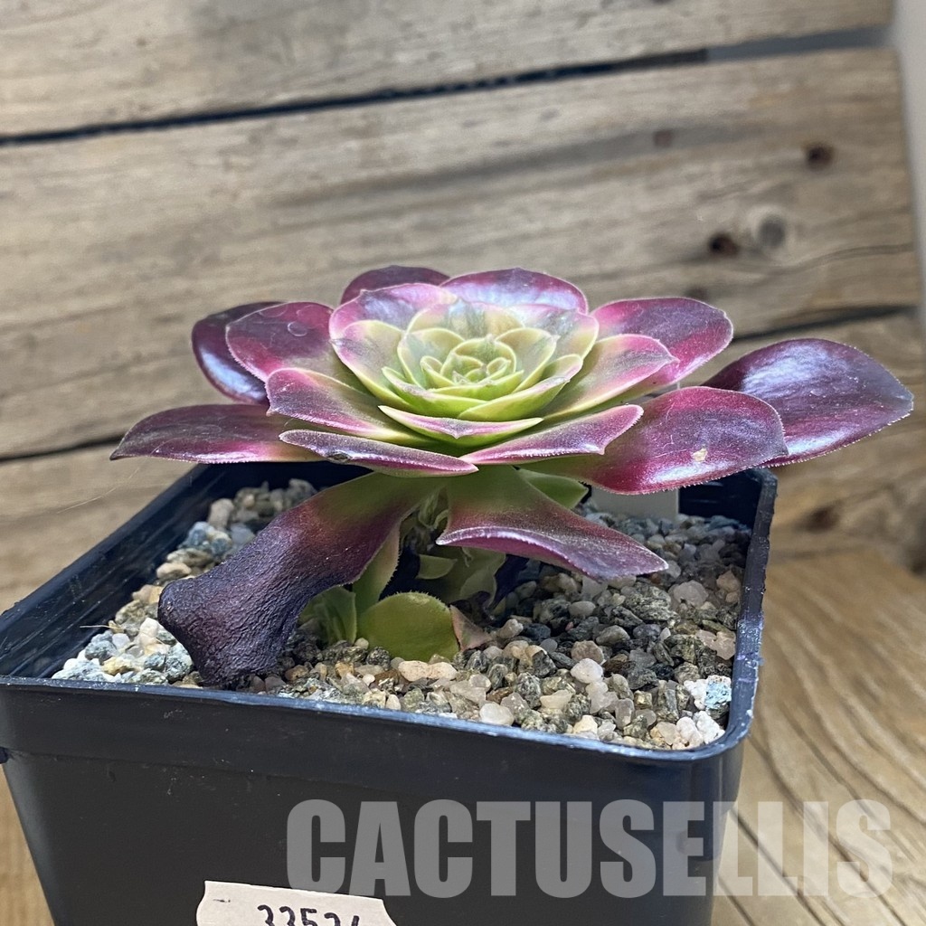SH33534 Aeonium ‘Medusa’ - Image 2