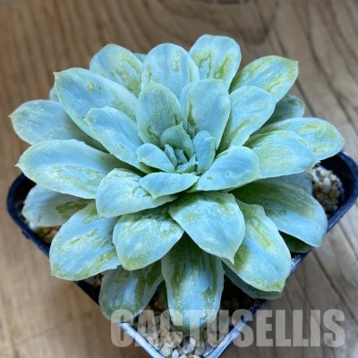 SH33536 Echeveria 'Hades'